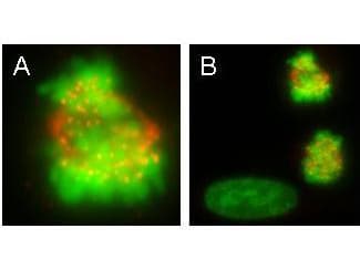 CENPE Antibody (clone 1H12)