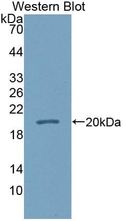 CALML5 Antibody (aa1-146)