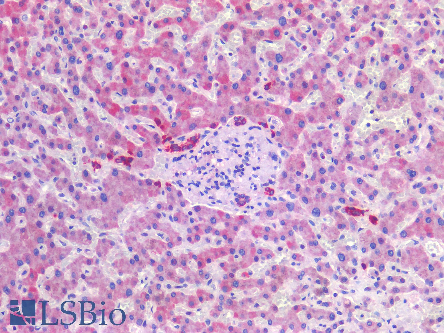 PathPlus™ SCD1 / SCD Antibody (aa354-366)