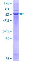 Human GLYATL1 Protein (Recombinant GST)