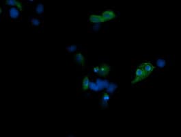 CD1C Antibody (clone 4C7, Carrier-free)