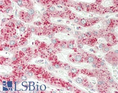 IHC-plus™ NMNAT3 Antibody (aa150-178)