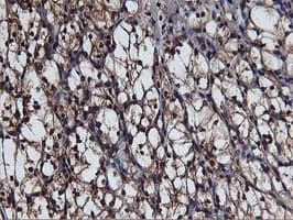 AKT1 Antibody (clone OTI4E10)