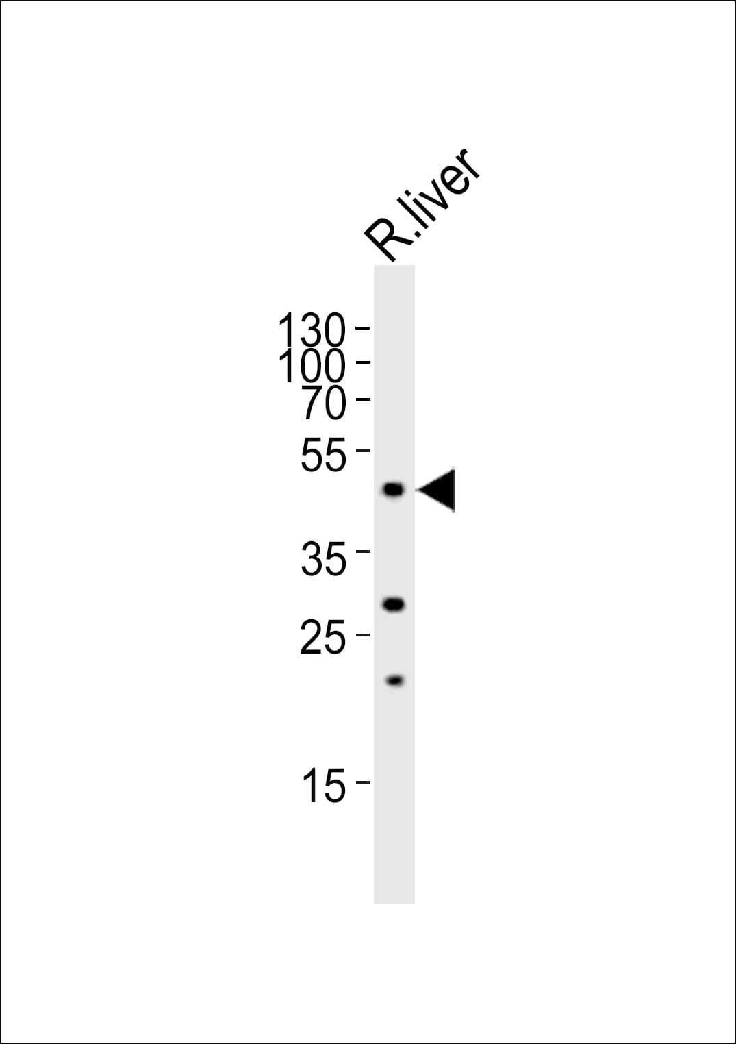 FOXA2 Antibody (aa311-346)