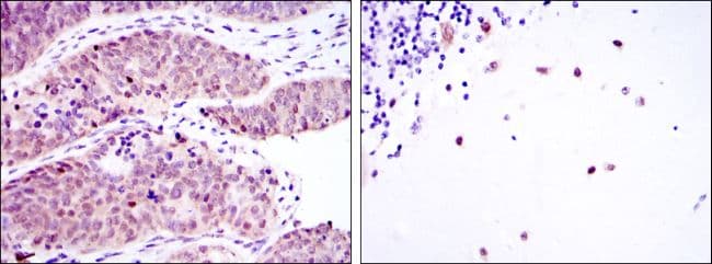 MSI2 Antibody (clone 2C11)