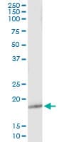 GPX5 Antibody (clone 3B9)