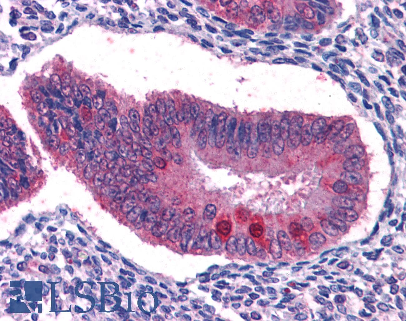 IHC-plus™ FOXO3 / FOXO3A Antibody (aa661-673)