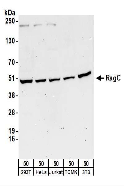 Polyclonal Rabbit anti-Human RRAGC / RAGC Antibody (aa1-50, WB)