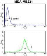 RPGRIP1 Antibody (aa530-557)