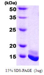 Human CALM2 / Calmodulin 2 Protein (Recombinant)