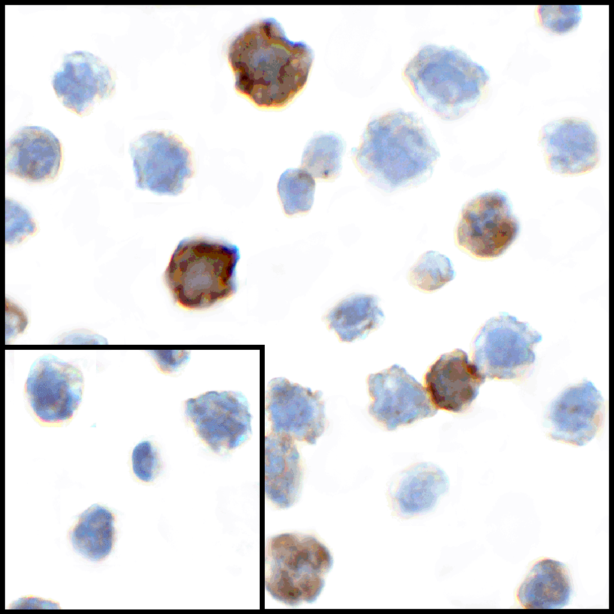 CD80 Antibody (clone 7A2)