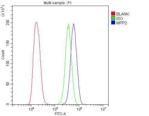 Polyclonal Rabbit anti-Human MPP2 Antibody (WB)