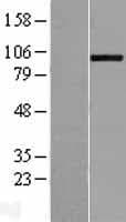 ADAMTS8 Protein (Over-Expression Lysate Myc-DDK (Flag))
