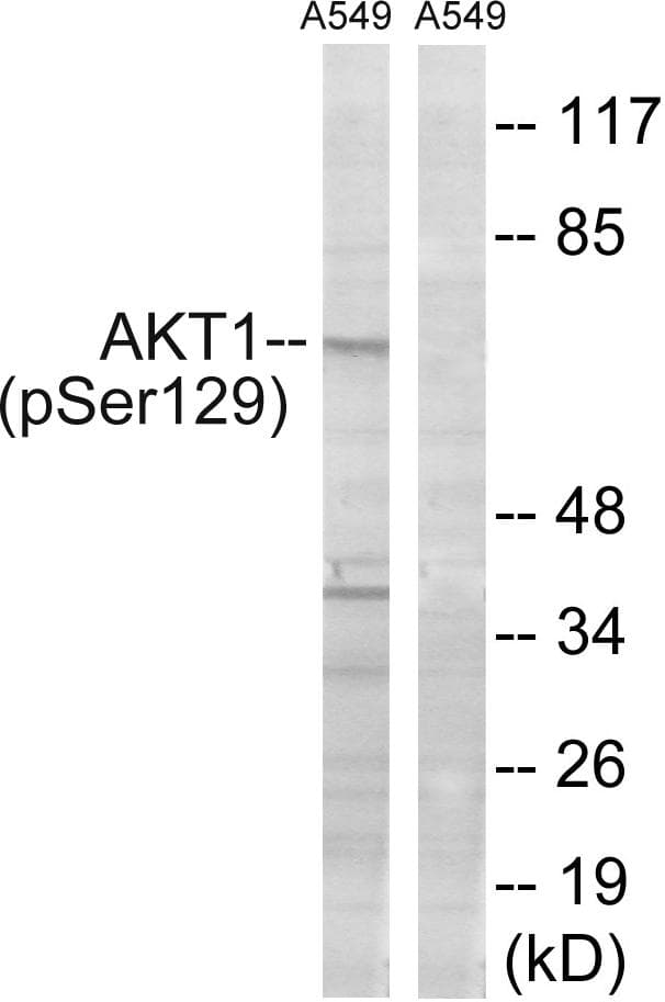 AKT1 Antibody (phospho-Ser129)