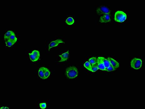 GJB2 / CX26 / Connexin 26 Antibody