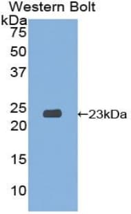 SIT1 Antibody (aa2-175)