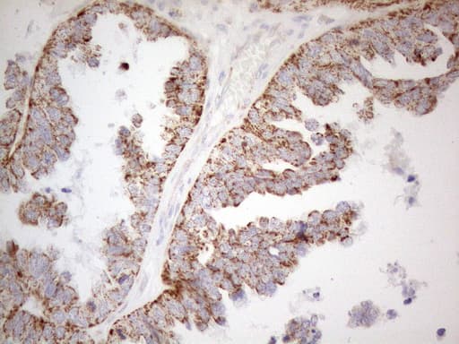 NAPSA / NAPA / Napsin A Antibody (aa64-244, clone OTI9F1)