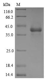 Human GFRAL Protein (Recombinant 10His, N-terminus + Myc, C-terminus)