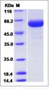 Human KDR / VEGFR2 / FLK1 Protein (Recombinant Human IgG Fc, C-terminus)