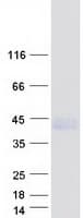 Human LPPR1 Protein (Recombinant Myc-DDK (Flag))