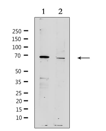 ZP4 / ZBP Antibody