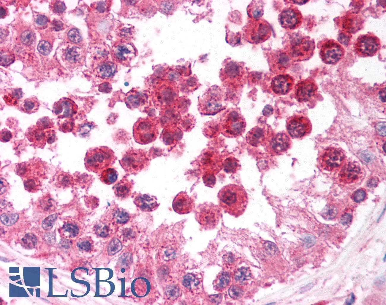 IHC-plus™ DIABLO / SMAC Antibody
