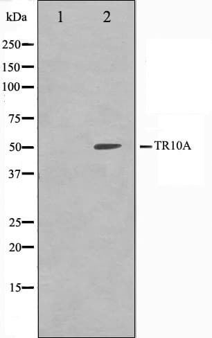 TNFRSF10A / DR4 Antibody