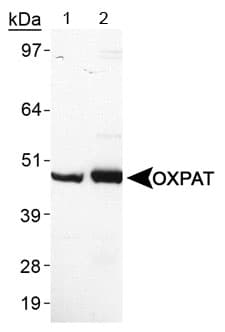 IHC-plus™ PLIN5 / OXPAT / LSDP5 Antibody (aa300-400)