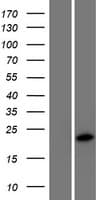KLLN / KILLIN Protein (Over-Expression Lysate Myc-DDK (Flag))