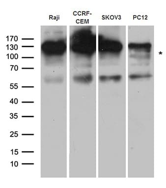 c-CBL Antibody