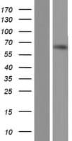TDRKH Protein (Over-Expression Lysate Myc-DDK (Flag))