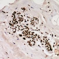 MAD1L1 / MAD1 Antibody