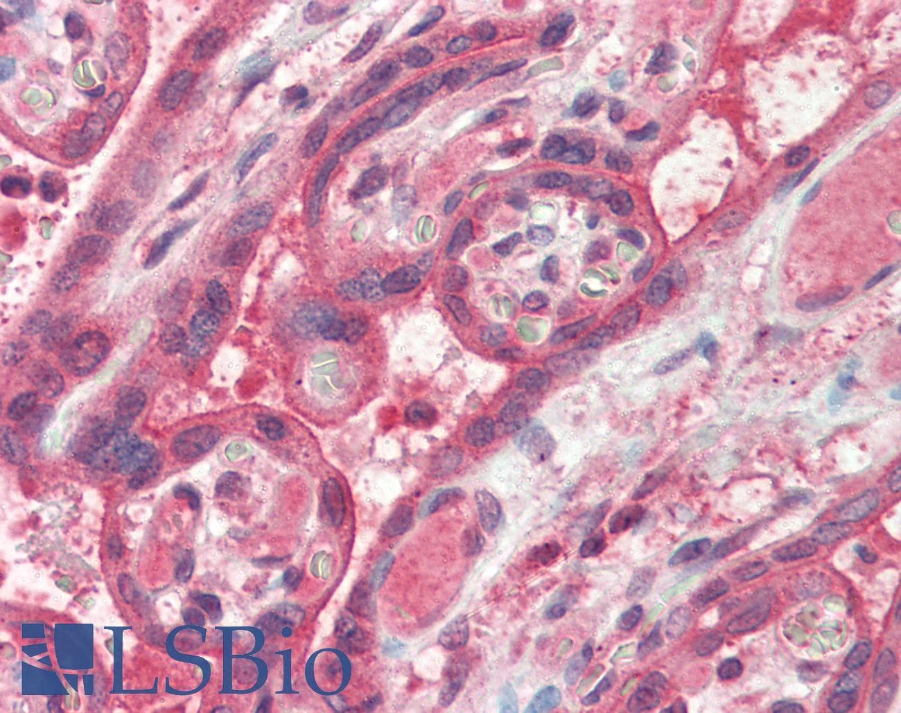 IHC-plus™ FAIM Antibody (aa121-132)