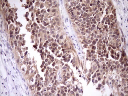 Monoclonal Mouse anti-Human PIN4 Antibody (clone OTI7H2, Carrier-free, IHC, WB)