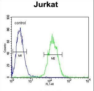 ETS1 / ETS-1 Antibody (aa43-70)