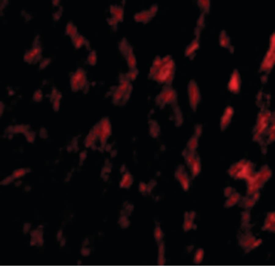 GP6 / GPVI Antibody
