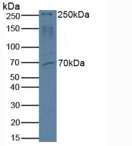 MTOR Antibody (aa2226-2488)