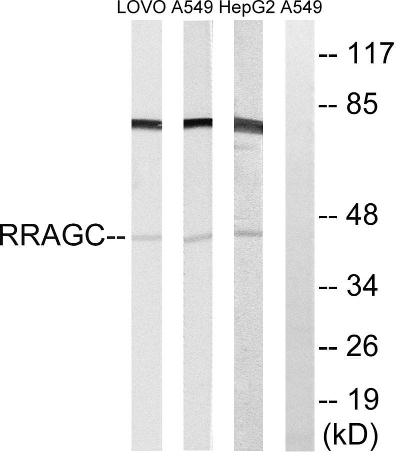 RRAGC / RAGC Antibody