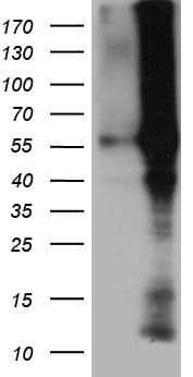 BMP6 Antibody (aa21-374, clone OTI8B11)