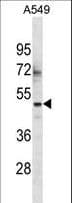 ZNF435 / ZSCAN16 Antibody (aa154-180)