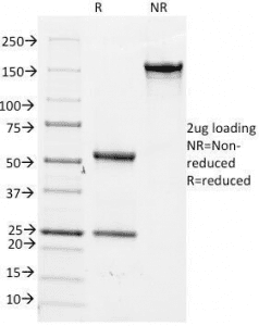 CDC20 Antibody (clone AR12)