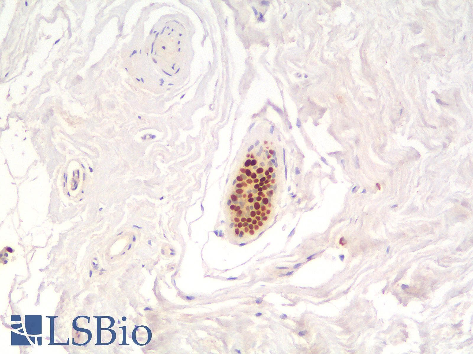 PathPlus™ FOXA1 Antibody (aa372-472, clone rFOXA1/1515)