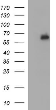 IL10RA Antibody (clone OTI1D8, Carrier-free)