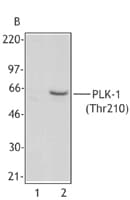 IHC-plus™ PLK1 / PLK-1 Antibody (phospho-Thr210, clone 2A3)