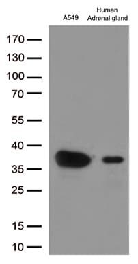 Monoclonal Mouse anti-Human EFHD1 Antibody (clone OTI1C12, WB)