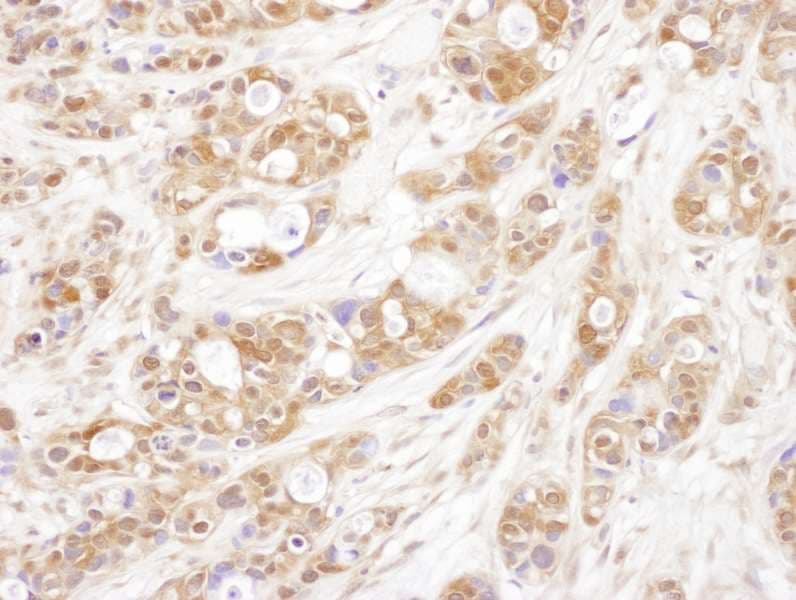 PTGES3 / p23 Antibody (aa110-160)