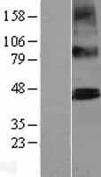 PTCD2 Protein (Over-Expression Lysate Myc-DDK (Flag))