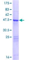 Human ARL15 Protein (Recombinant GST)
