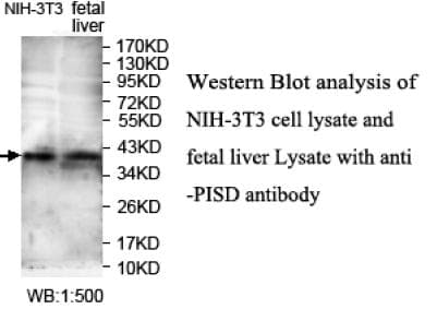 Polyclonal Rabbit anti-Human DJ858B16.2 / PISD Antibody (aa71-310, IHC, WB)