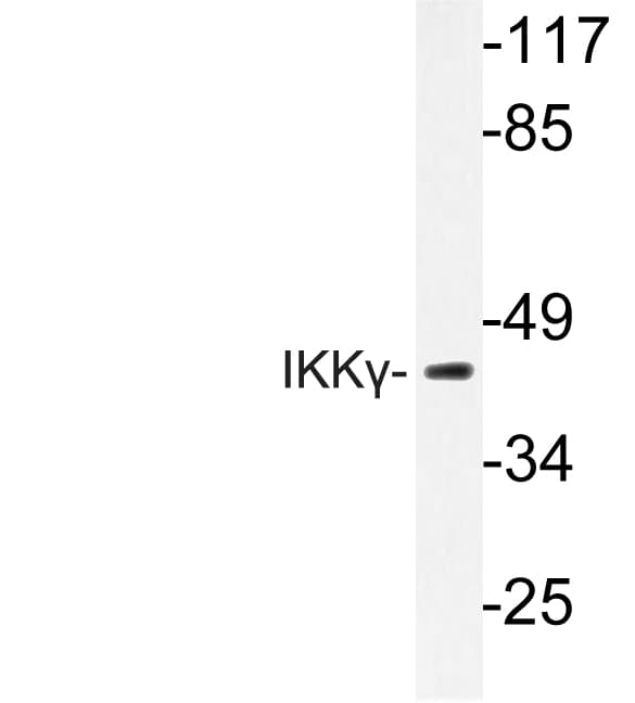 IKBKG / NEMO / IKK Gamma Antibody (His81)